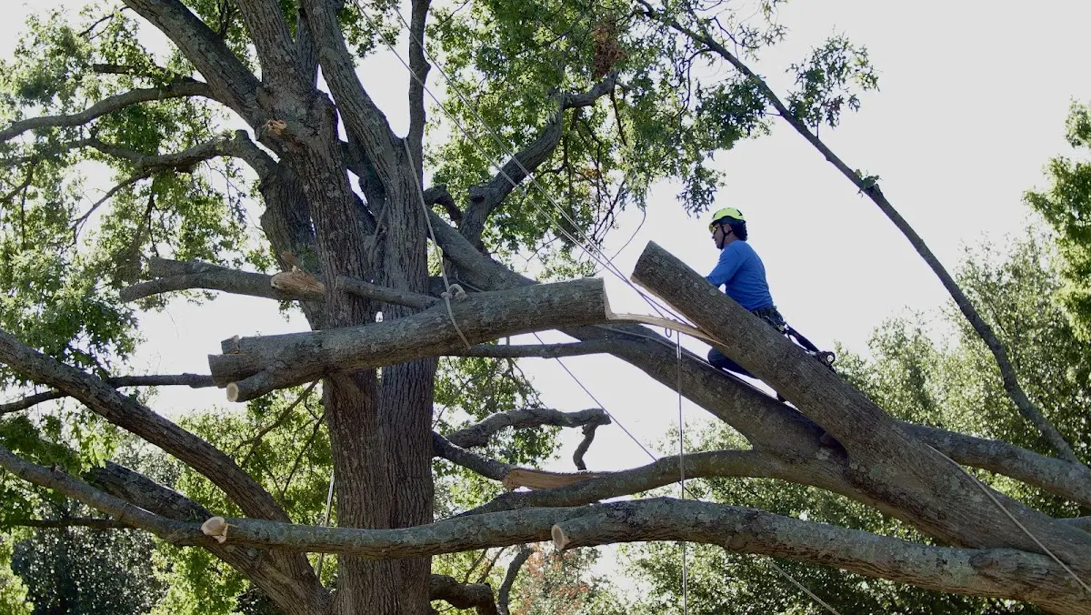 Professional Crown Thinning performed by certified arborists in La Grande