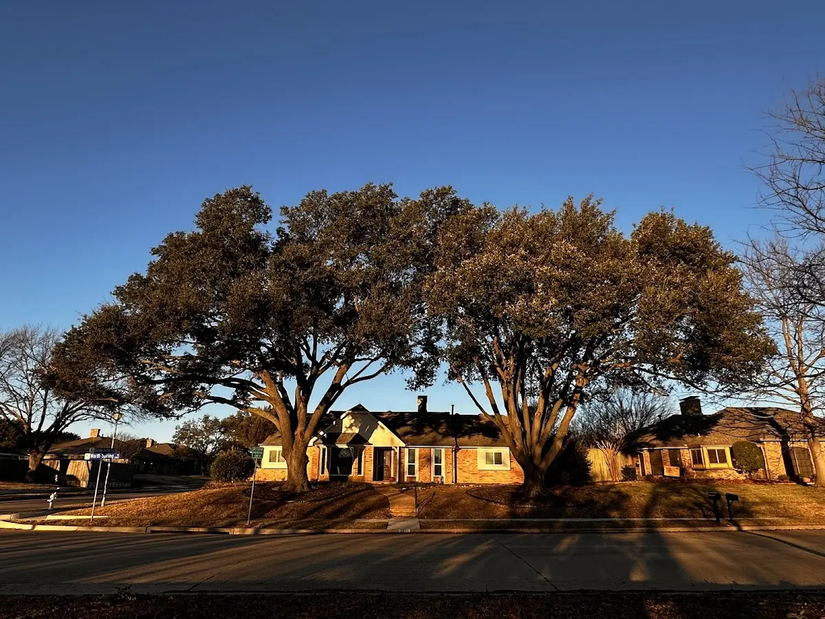 Established residential canopy tree shading a home in La Grande